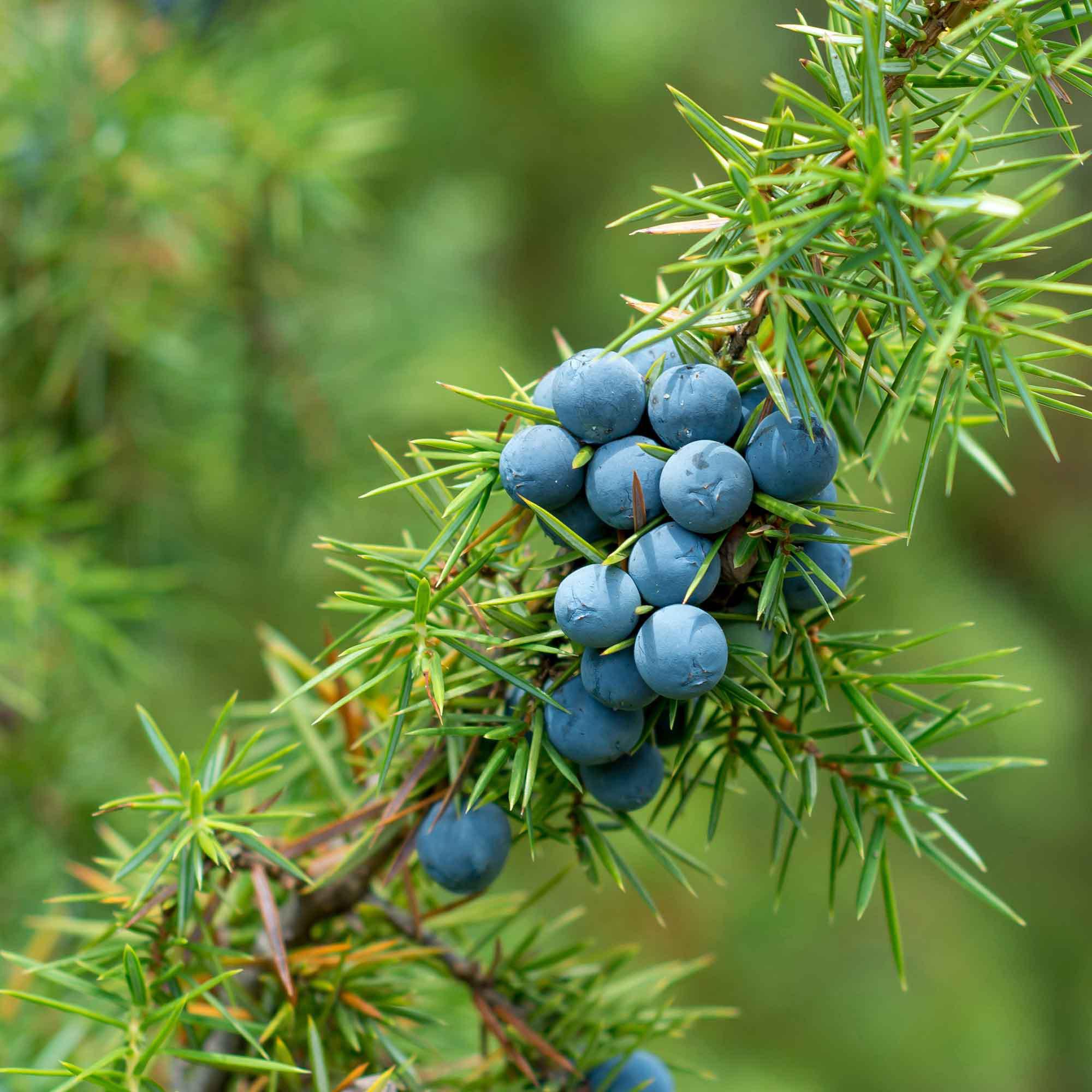 RAUSCH  Shampooing énergisant au genièvre 