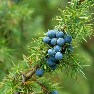 RAUSCH  Shampooing énergisant au genièvre 