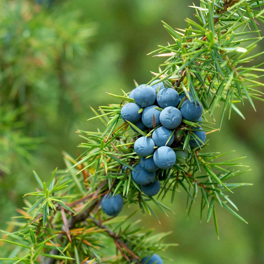 RAUSCH  Energy-Boost-Shampoo mit Wacholder 
