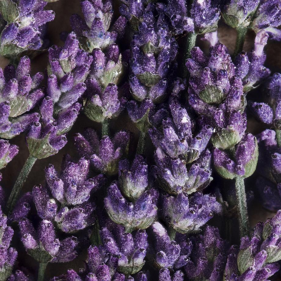 Davidoff Cool Water Eau de Toilette per uomo Set regalo doppio  