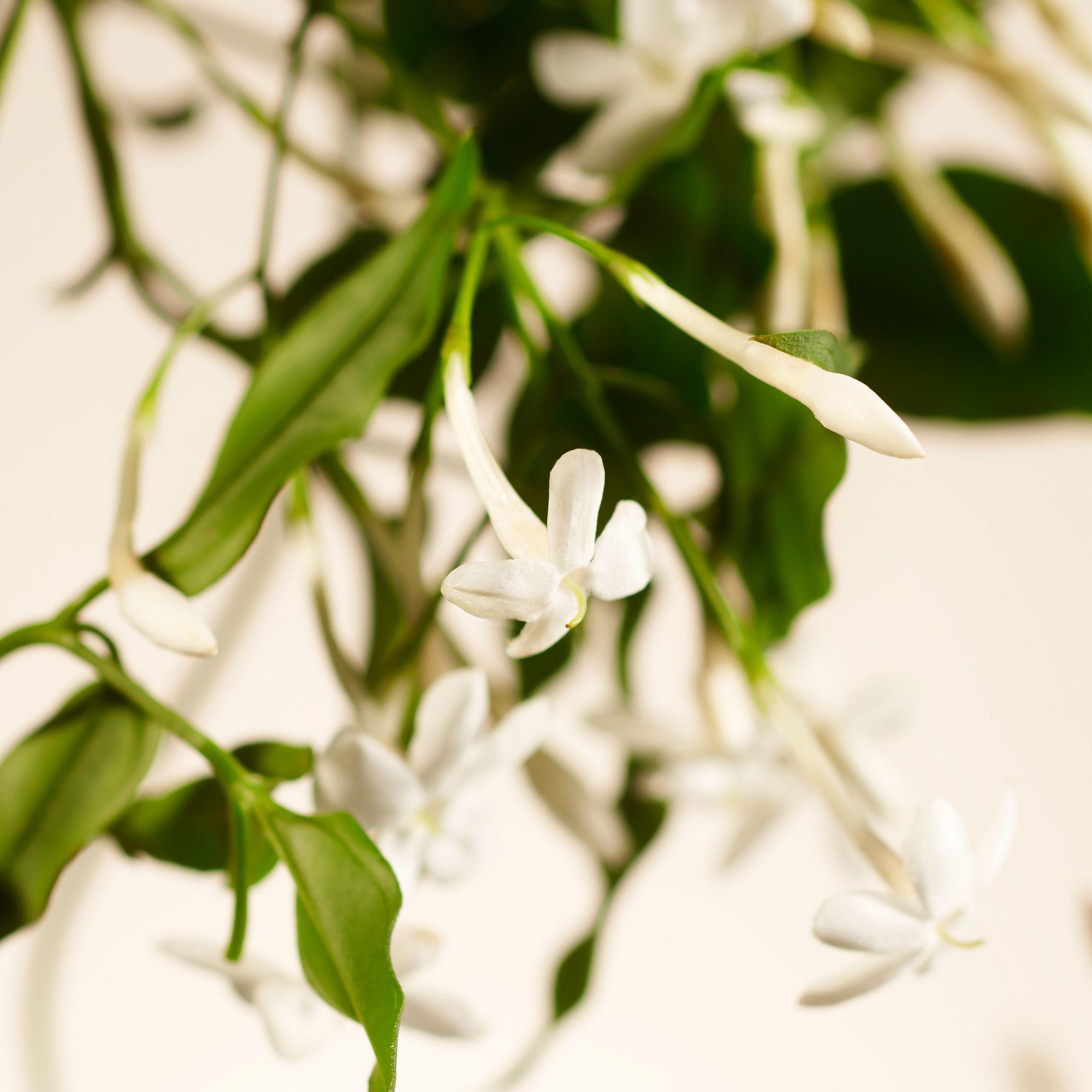 RITUALS  Sweet Jasmine Hand Wash 