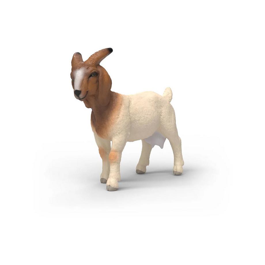 14929 Capra boer
