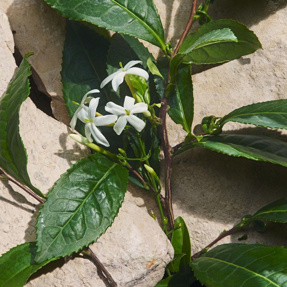 DOLCE&GABBANA  Light Blue Capri In Love Eau de Parfum 