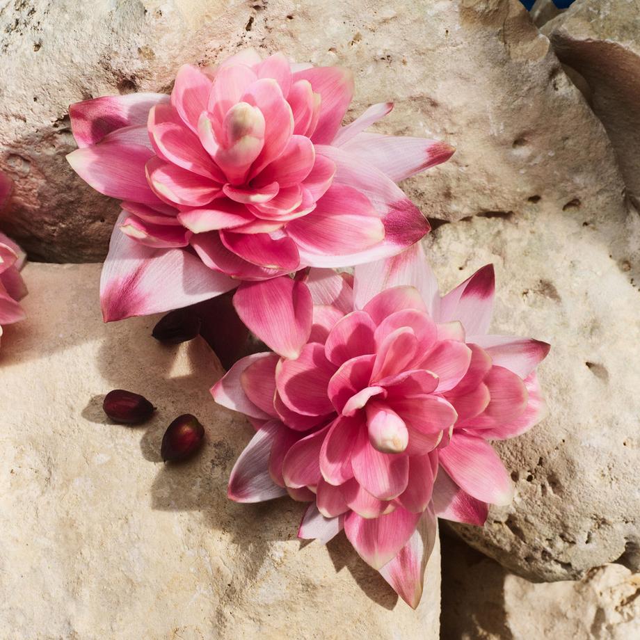 DOLCE&GABBANA  Light Blue Capri In Love Eau de Parfum 