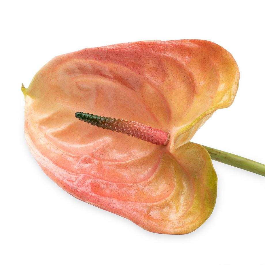 Manor Home Kunstblumen Anthurium 