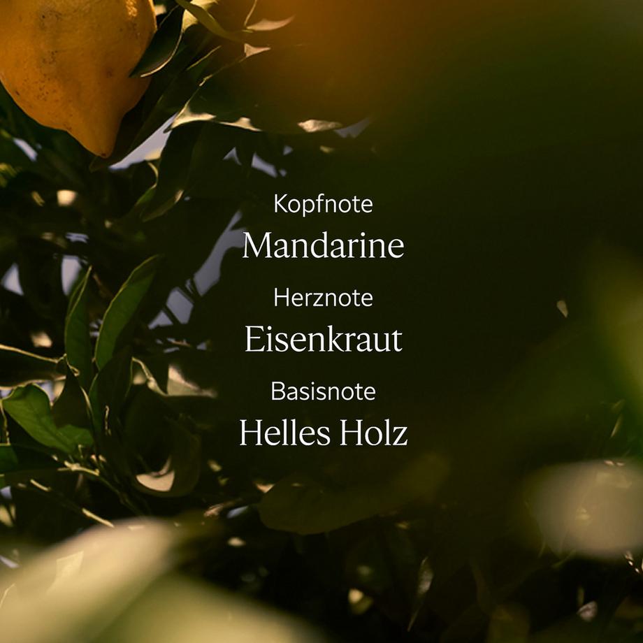 L’Occitane en Provence  Verbene Zitrus Handcreme 