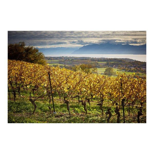 Maison Hammel 2022, Yvorne Clos de la George, 1er Grand Cru, La Côte AOC  