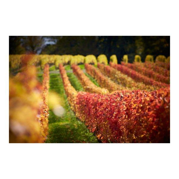 Maison Hammel 2022, Yvorne Clos de la George, 1er Grand Cru, La Côte AOC  