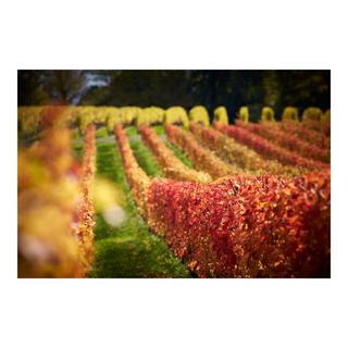 Maison Hammel 2022, Yvorne Clos de la George, 1er Grand Cru, La Côte AOC  