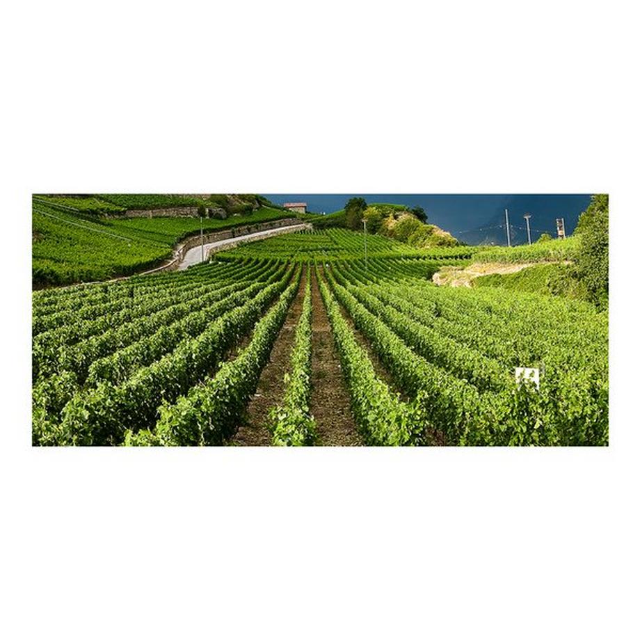 Chai du Baron 2020, Heida Léon, Valais AOC  