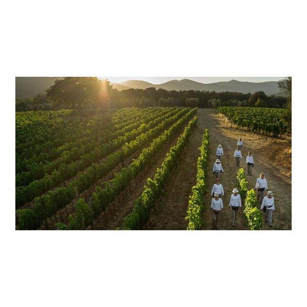 Tenuta dell Ornellaia 2022, Le Volte, Toscana IGT  