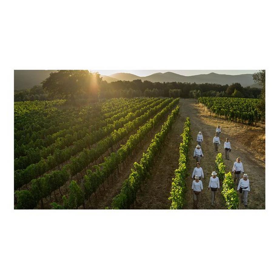 Tenuta dell Ornellaia 2022, Le Volte, Toscana IGT  