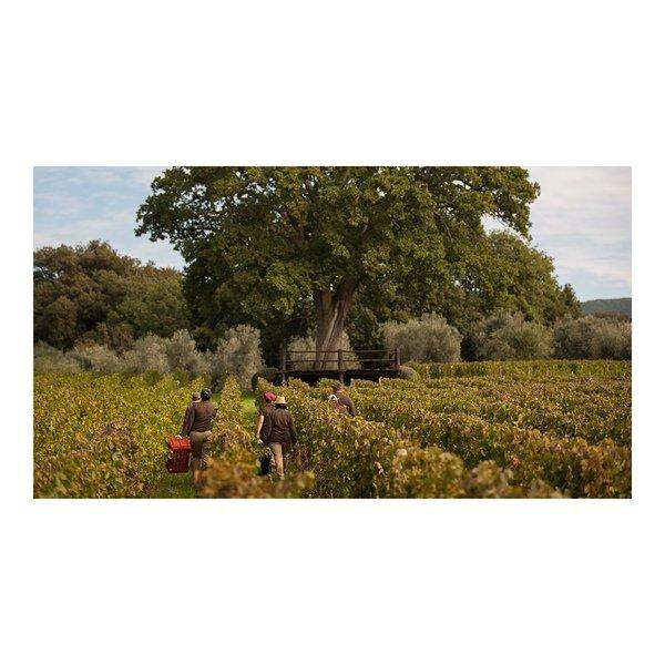 Tenuta dell Ornellaia 2022, Le Volte, Toscana IGT  