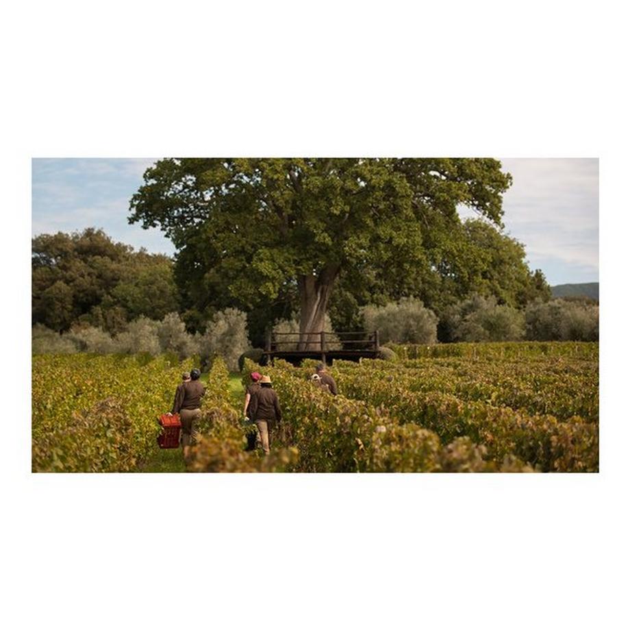 Tenuta dell Ornellaia 2022, Le Volte, Toscana IGT  