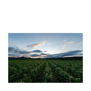 Campo Alla Sughera 2022, Adéo Rosso, Bolgheri DOP  