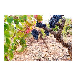 Anima Negra 2020, AN/2 , Vino de la Tierra de Mallorca IGP  