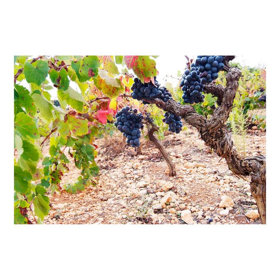 Anima Negra 2020, AN/2, Vino de la Tierra de Mallorca IGP  