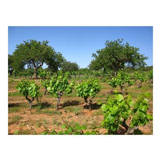 Anima Negra 2020, AN/2 , Vino de la Tierra de Mallorca IGP  