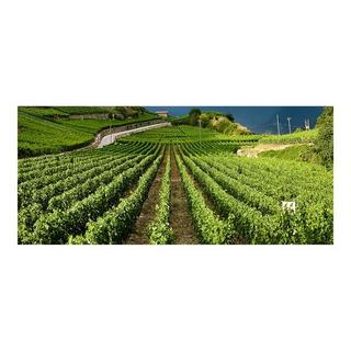 Chai du Baron 2024, Rosé de Syrah, Valais AOC  