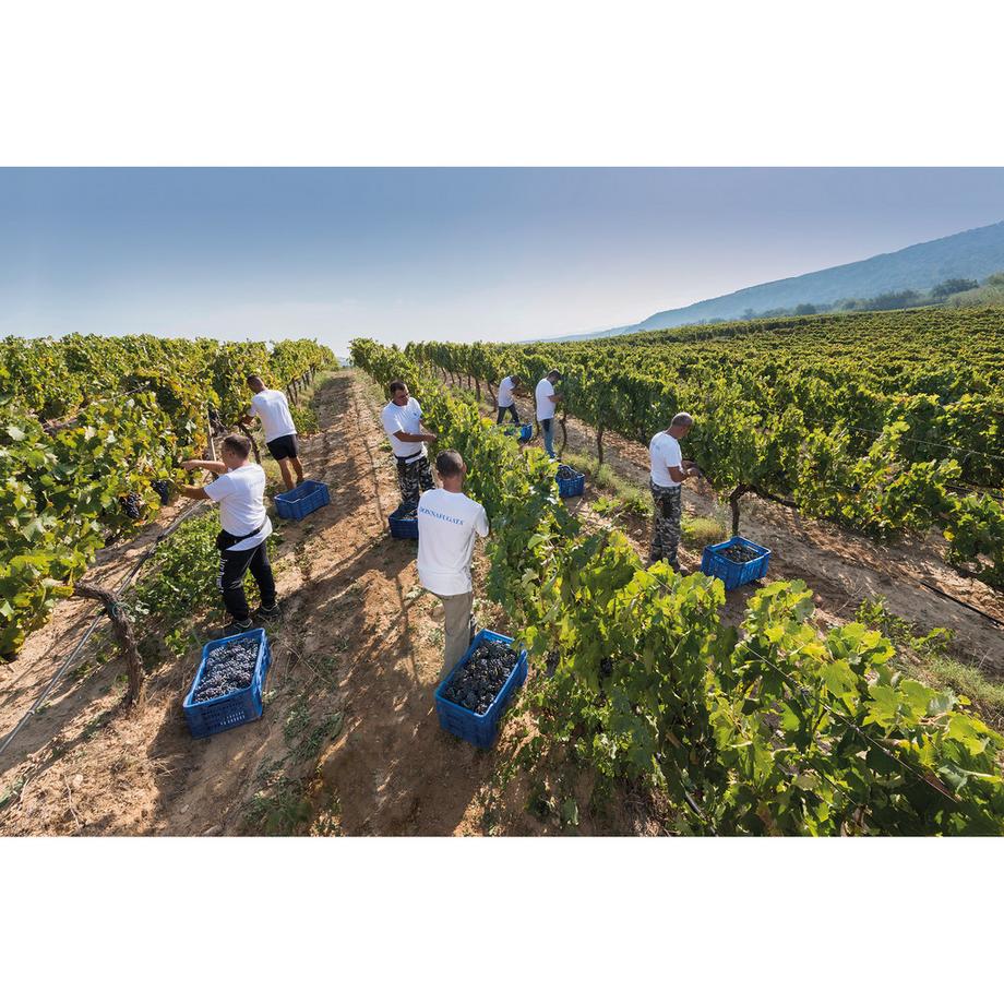 Donnafugata 2024, La Fuga, Contessa Entellina DOP  