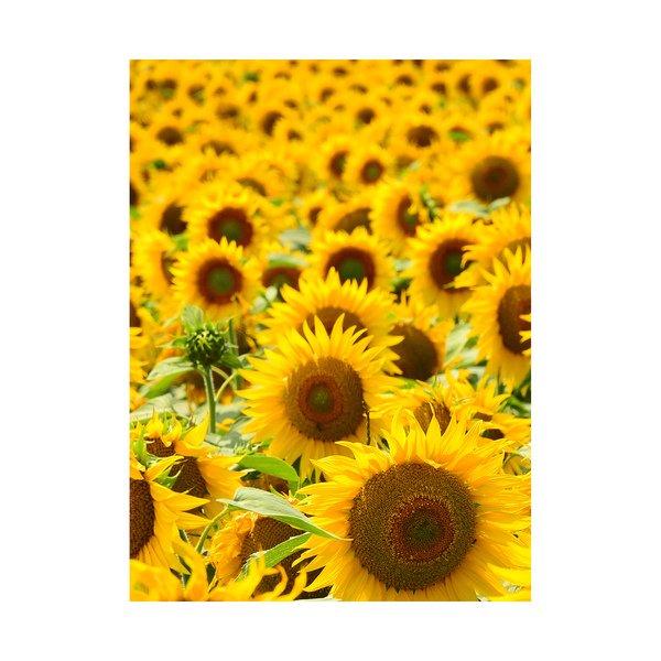 RAUSCH Flexible Non-Aerosol  Hairspray 