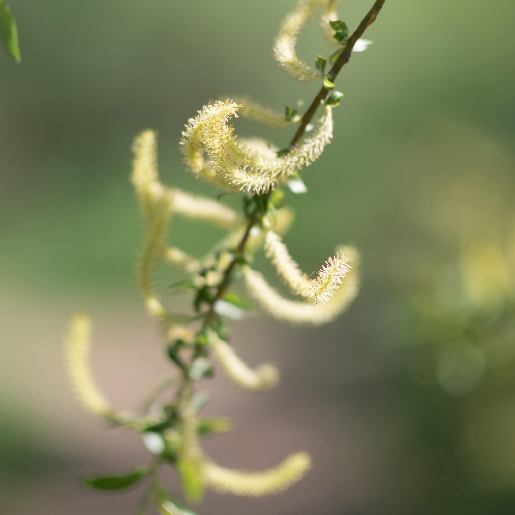 RAUSCH Ecorce De Saule Spray Spécial 