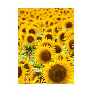 RAUSCH Flexible Non-Aerosol  Styling Mousse 