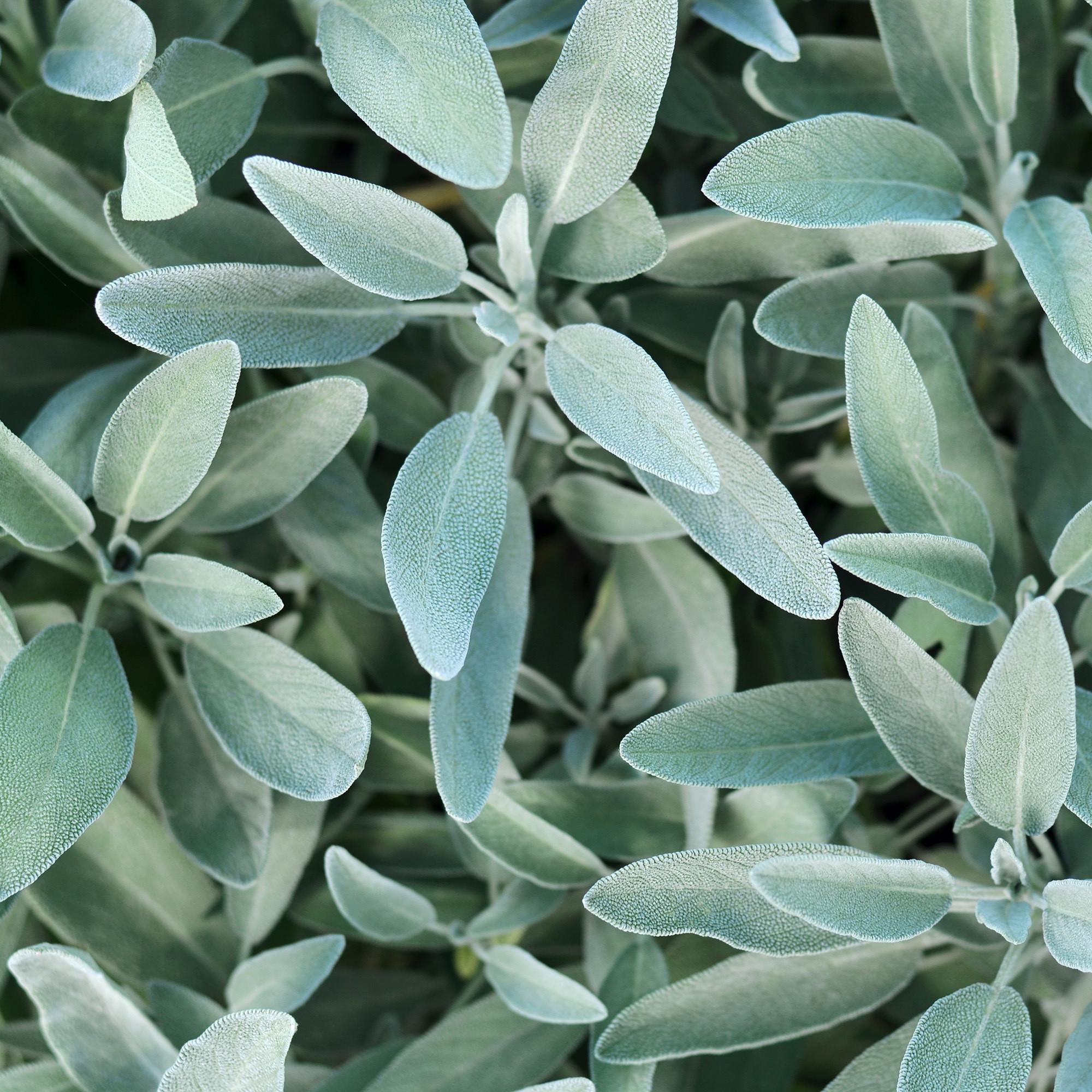 RAUSCH Sauge Shampooing Éclat Argenté 