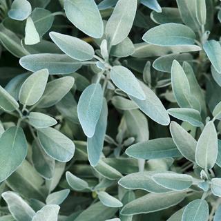 RAUSCH Salvia Shampoo Lucentezza Argentea 