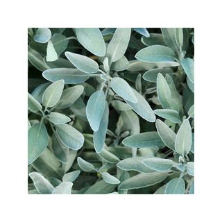 RAUSCH Salvia Tonificante per cuoio capelluto lucentezza argentea 