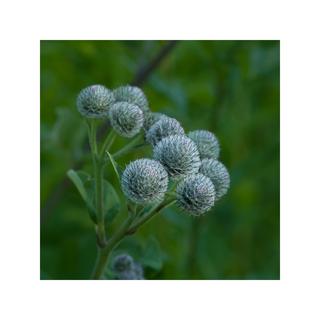 RAUSCH Original Haartinktur  