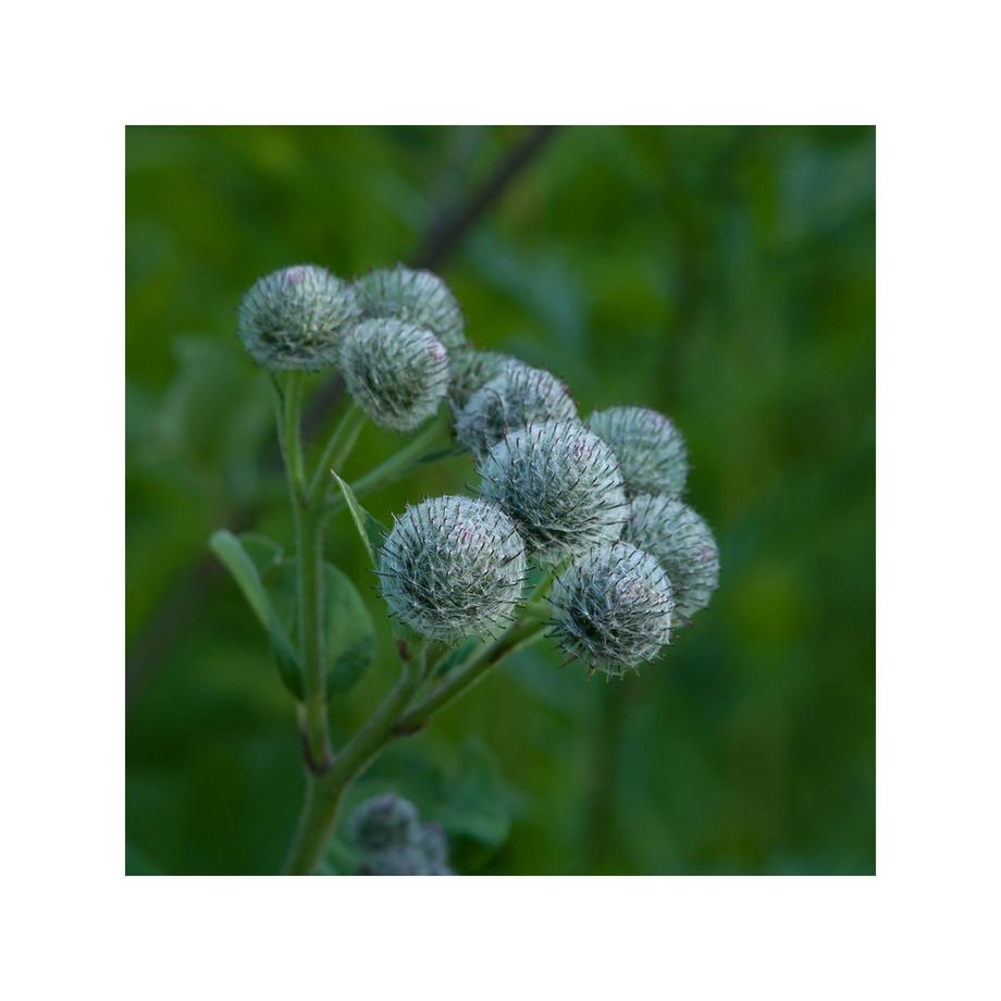 RAUSCH Original Activateur capillaire  