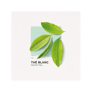 solinotes Thé blanc MINIS.THE BLANC EDP  