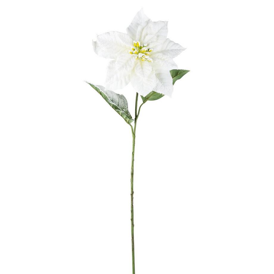 Manor  Stella di natale 