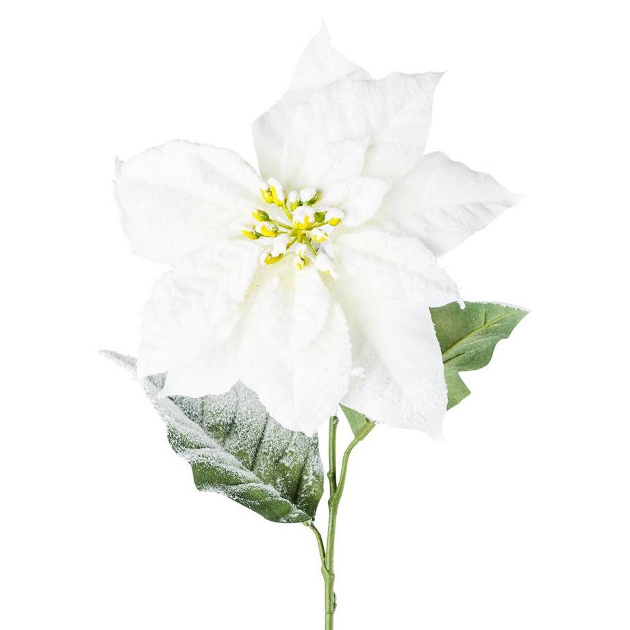 Manor  Stella di natale 