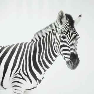 spirella Rideau de douche Zebra 