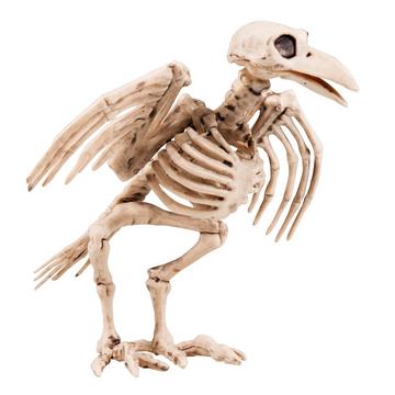Corbeau squelette, 18 cm