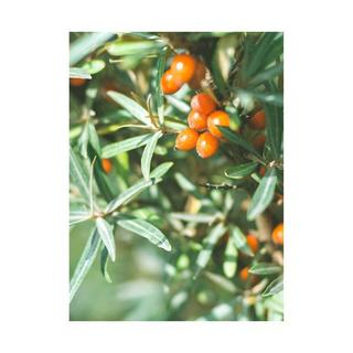 RAUSCH Strong Non-Aerosol  Hairspray 