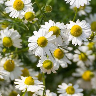 RAUSCH Herbes suisses Spray Démêlant 