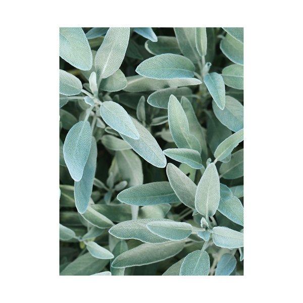 RAUSCH Salbei Silberglanz Baume Éclat Argenté À La Sauge 