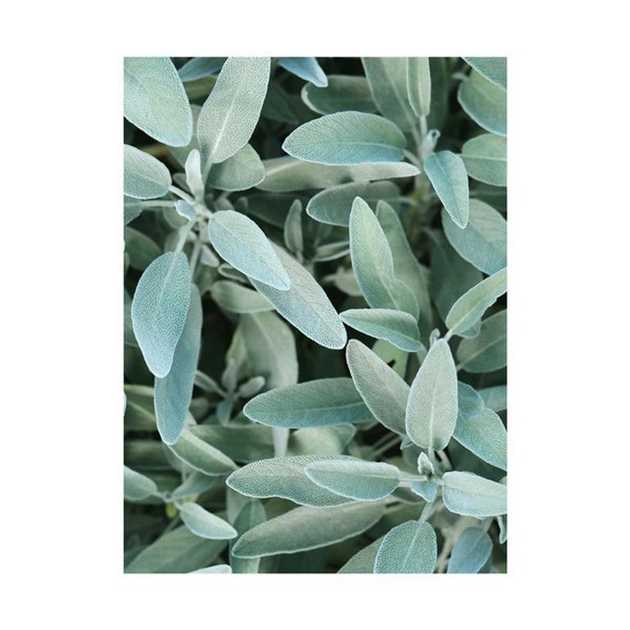 RAUSCH Salbei Silberglanz Balsamo Lucentezza Argentea Alla Salvia  