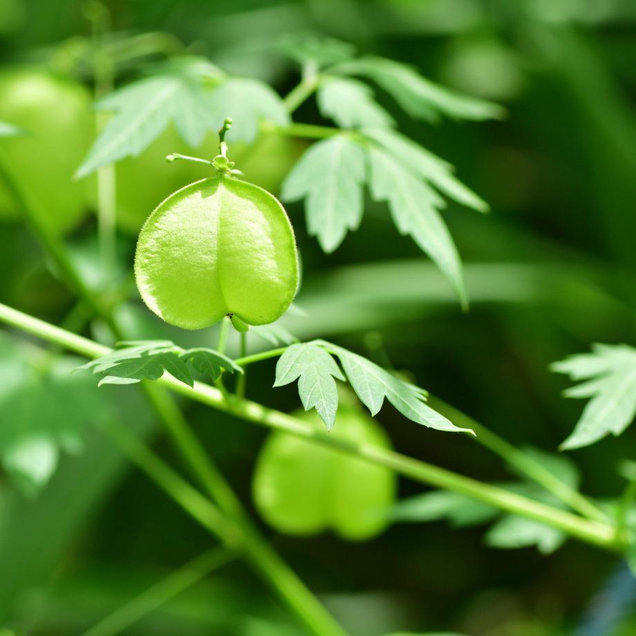 RAUSCH Herzsamen Sensitive-Shampoo  