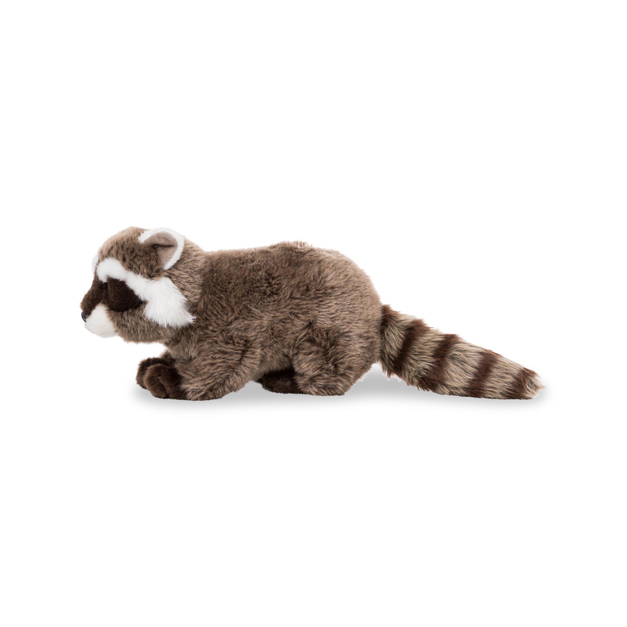 Leosco  Procione lavateur 