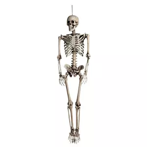 Skelett Marcel 160 cm
