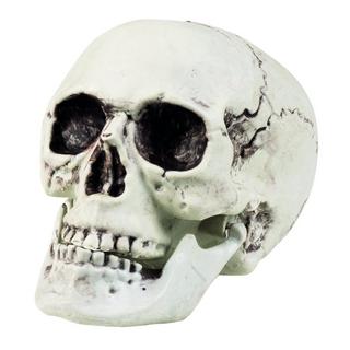 BOLAND  Cranio maxilla bianco con mascella mobile 