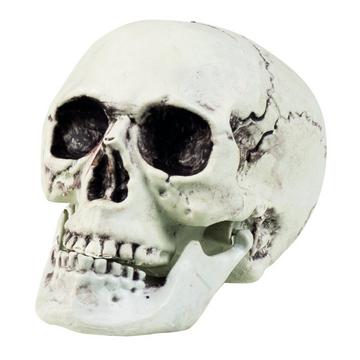 Crâne "Maxilla" avec mâchoire mobile, 17 x 15 cm