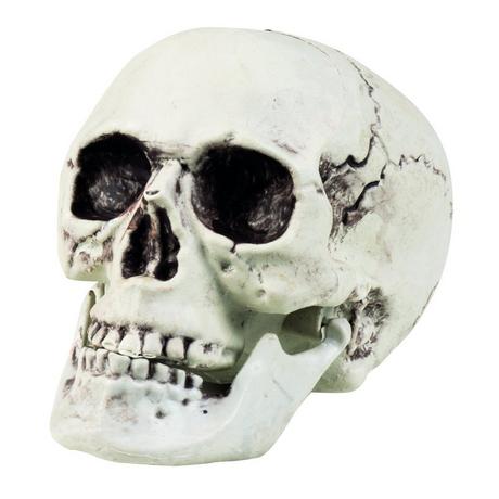 BOLAND  Cranio maxilla bianco con mascella mobile 