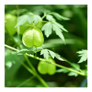 RAUSCH  Baume Doux Au Pois De Coeur  