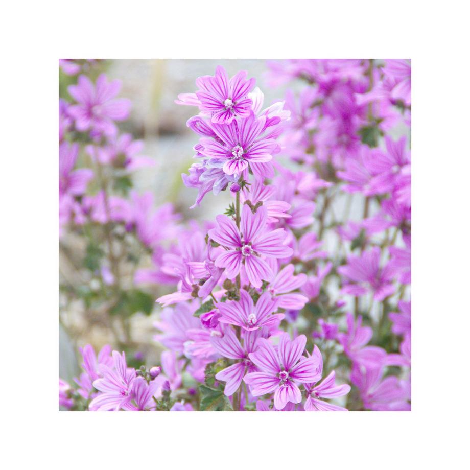 RAUSCH  Malven Volumen-Shampoo 