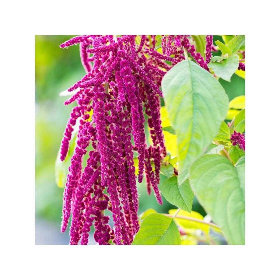 RAUSCH  Balsamo Riparatore All’Amaranto   